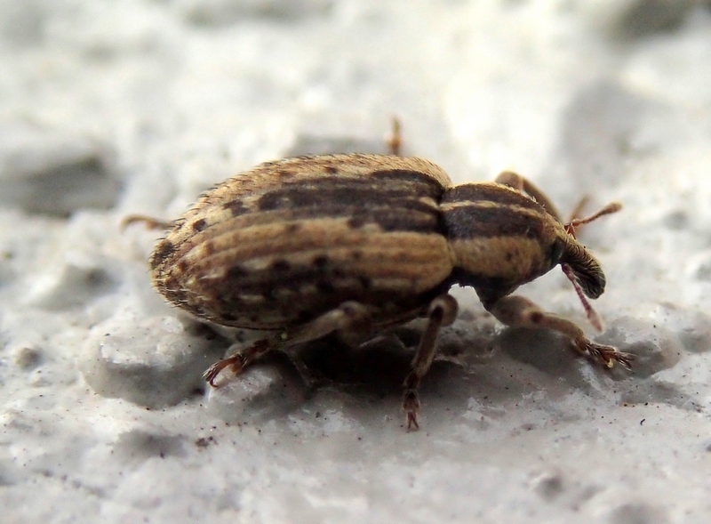 Curculionidae: Hypera melancholica